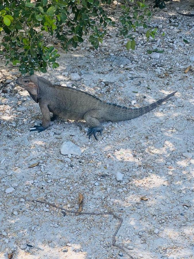 Lago Enriquillo Resort Cerro Al Medio Dış mekan fotoğraf